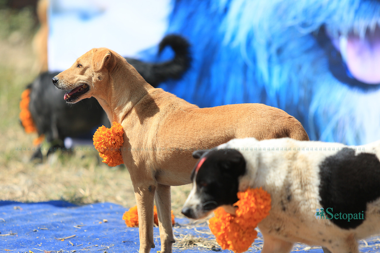https://raracms.setopati.com/uploads/shares/2019/01/sujita/Kukur tihar  (1).jpg